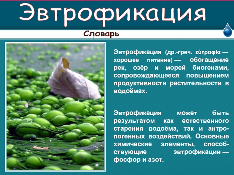 На рисунке показано что в процессе эвтрофикации в водоеме может произойти раванда