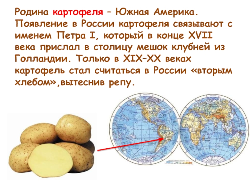Родина картофеля – Южная Америка. Появление в России картофеля связывают с именем Петра I, который в конце XVII