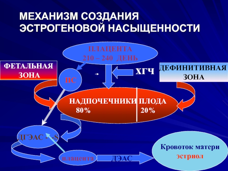 Механизмы деятельности. Разработка механизмов. Эстрогеновая активность. Механизмы инициации родов.