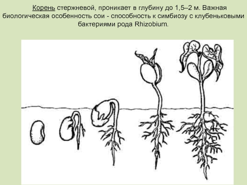 Развивать корень. Фазы прорастания семян фасоли. Проросмтание семени фасоли. Этапы прорастания семени Боба. Стадии прорастания семян огурца.