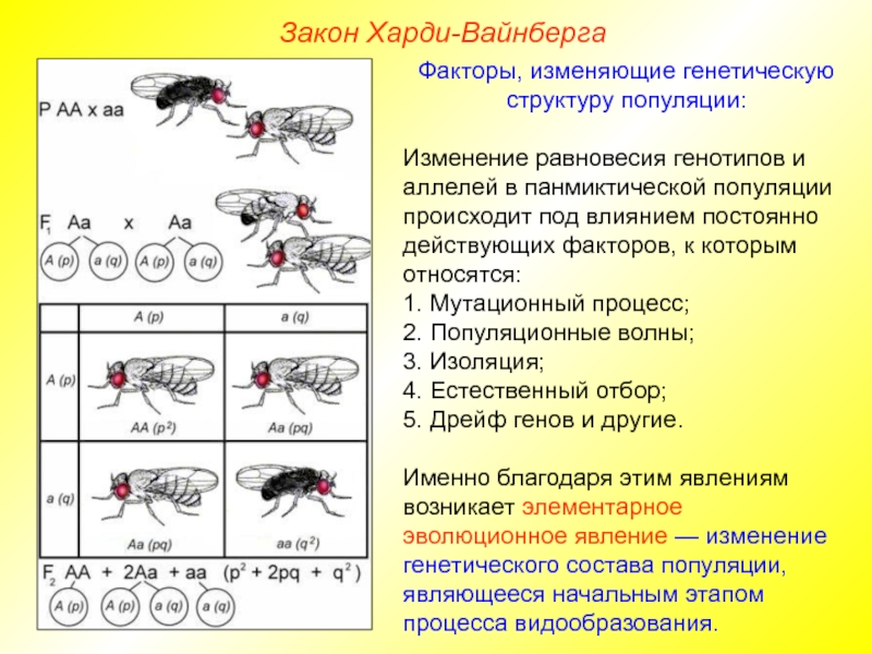 Частоты генотипов в популяции. Генетика популяции. Структура популяции. Генетическая структура популяции закон Харди-Вайнберга. Генетическая структура панмиктической популяции. Факторы изменяющие генетическую структуру популяции.