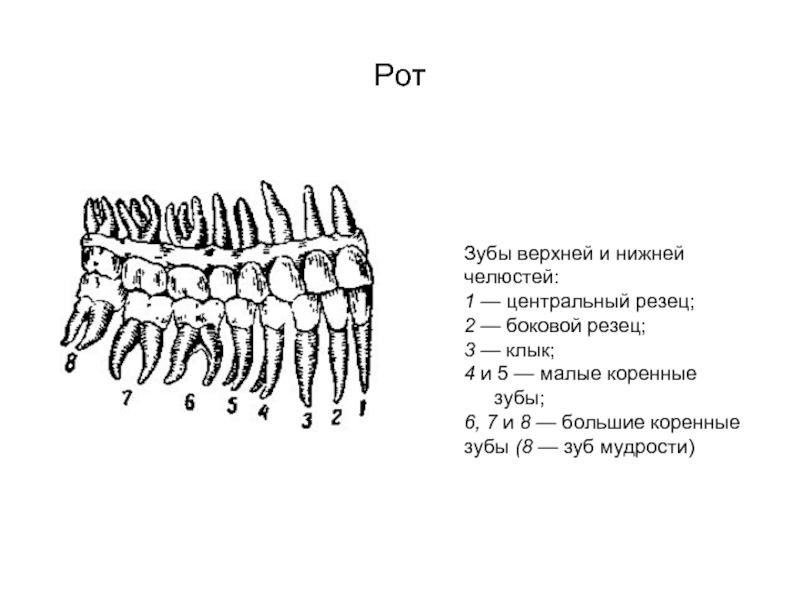 Зубы у козы схема