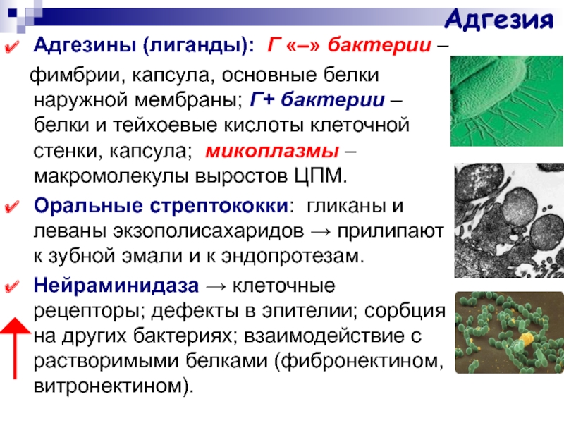 Белки в инфекционном процессе