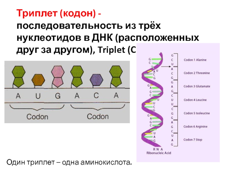 Изменения происходят в последовательности нуклеотидов молекулы днк. Триплет кодон. Нуклеотидная последовательность ДНК. Триплет ДНК. Последовательность из трех нуклеотидов.