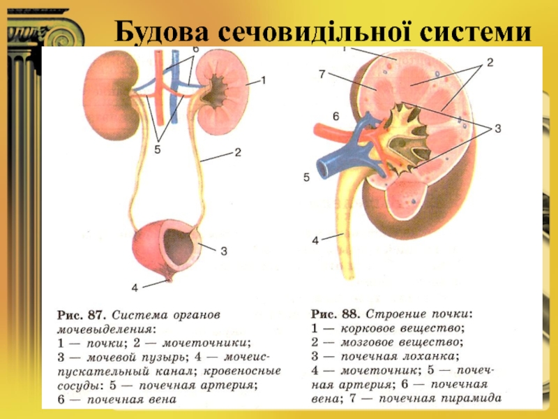 Рассмотрите схему мочевыделительной системы и опишите строение и функции почек мочеточников