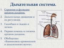 Дыхательная система