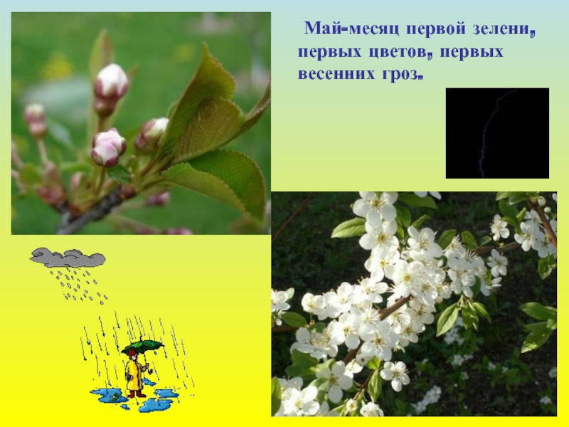 Май-месяц первой зелени,первых цветов, первыхвесенних гроз.