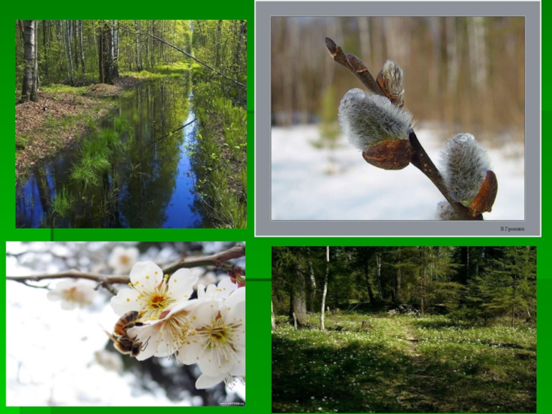 Сезонные изменения в жизни организмов весной. Сезонные изменения растений. Изменения растений весной. Сезонные растения весны.