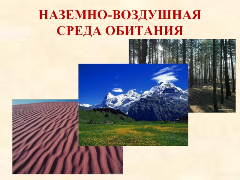 Наземно воздушная среда. Наземно-воздушная среда обитания. Воздушная среда.