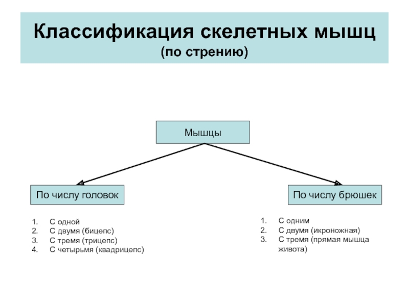 Классификация мышц. Классификация скелетных мышц. Мышцы классификация строение функции. Классификация, строение и функции скелетных мышц.. Классификация и функции скелетных мышц таблица.