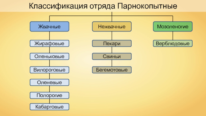 Млекопитающие животные схема