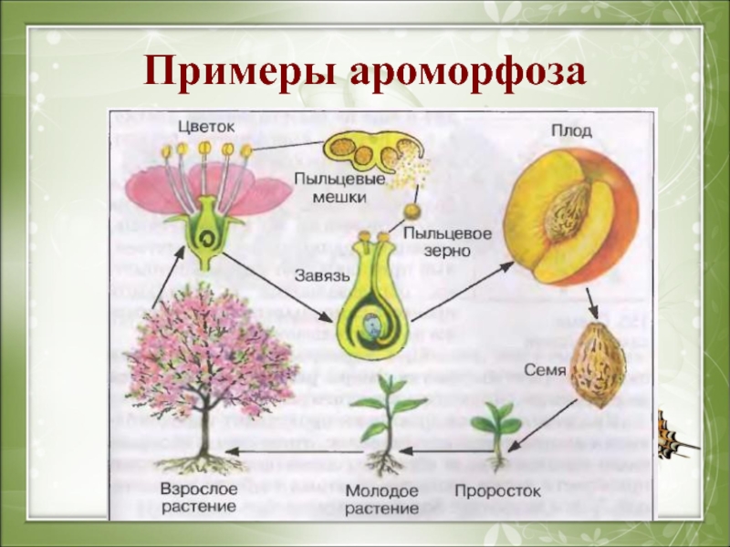 Появление плода у покрытосеменных. Ароморфоз примеры. Примеры ароморфоза у растений. Ароморфоз примеры у животных и растений. Примеры ароморфоза в биологии.