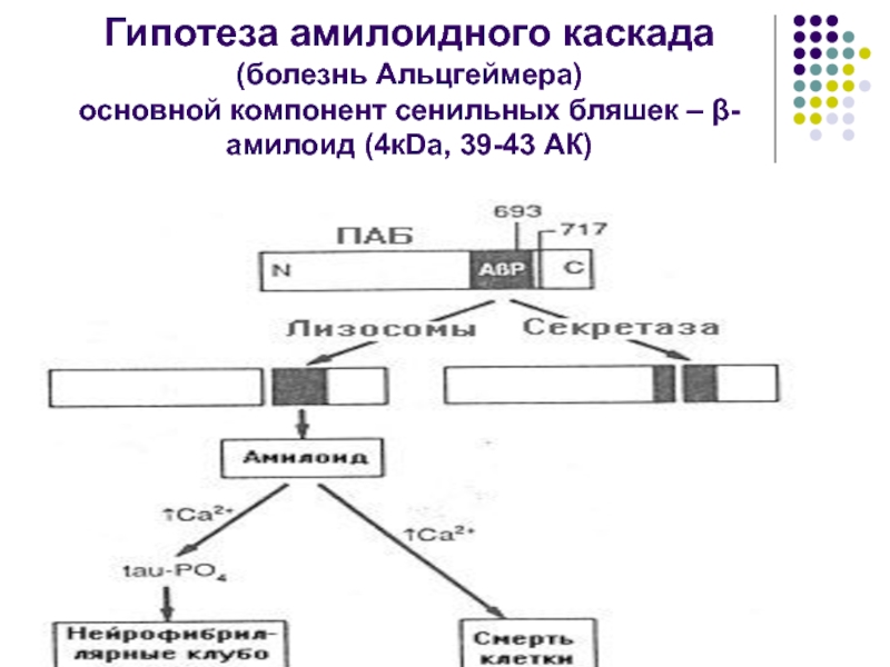 Презентация биохимия нервной системы