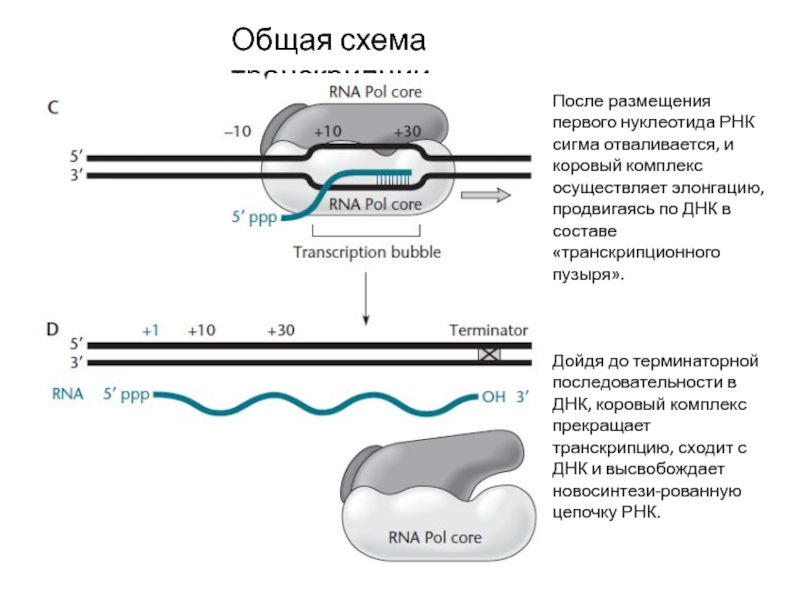 Общая схема транскрипции