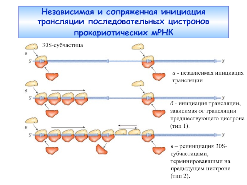 Этапы инициации трансляции. Инициация трансляции. Терминация трансляции. Вторичная структура МРНК. Инициация трансляции белка.