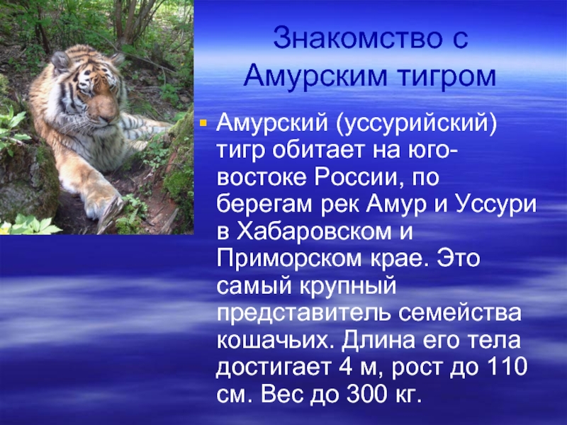 Знакомство с Амурским тигромАмурский (уссурийский) тигр обитает на юго-востоке России, по берегам рек Амур и Уссури в