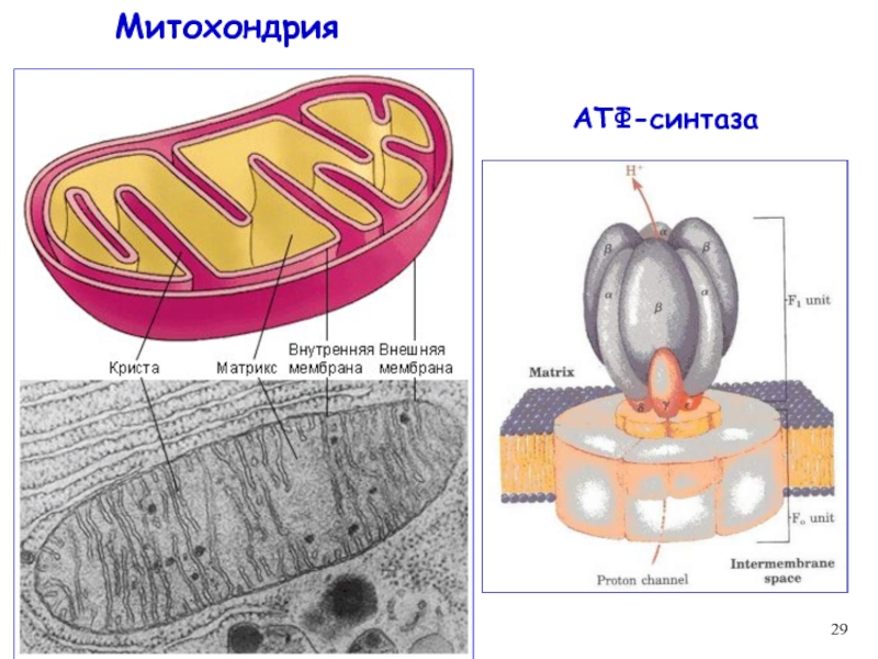 Митохондрии синтезируют атф. Атмитохондрии строение. АТФ-синтетаза митохондрии. Митохондрия. АТФ синтазы в митохондриях.