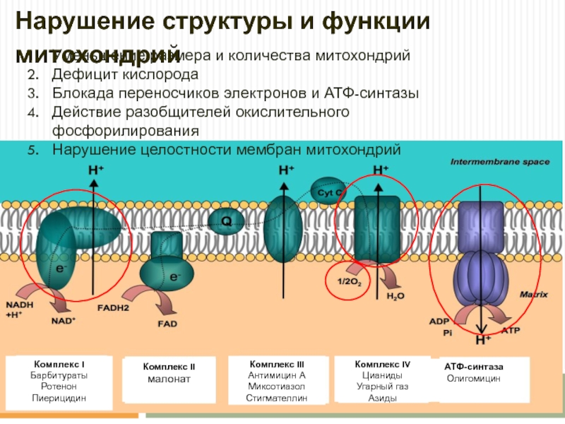 Функция митохондрий синтез