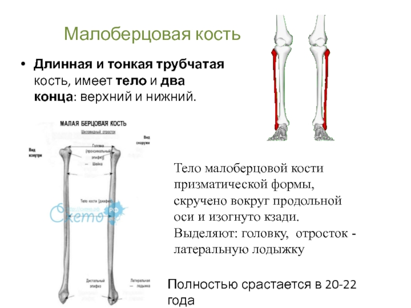 Срок кости. Малоберцовая кость. Шейка малоберцовой кости. Тонкая малоберцовая кость. Тело малоберцовой кости.