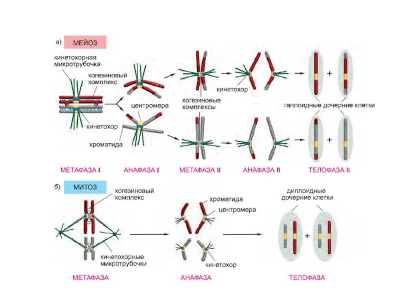 Механизм мейоза схема