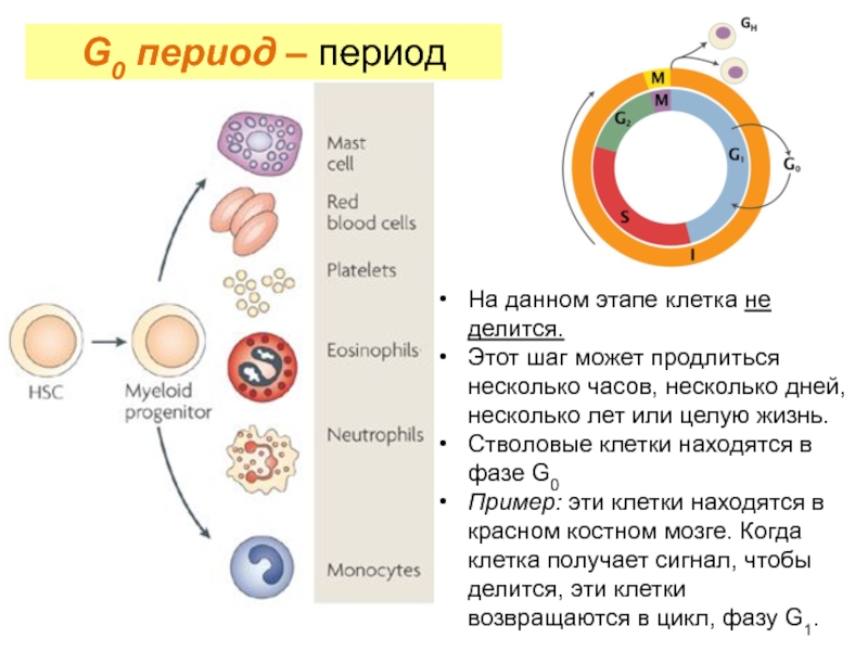 Период покоя. G0 период клеточного цикла. Жизненный цикл клетки фаза g 0. Клеточный цикл g0. Клетки находящиеся в g0 фазе клеточного цикла.