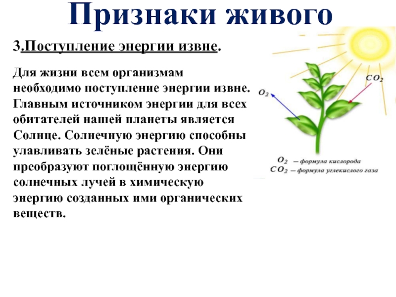 Как можно добыть энергию для жизни 5 класс биология презентация