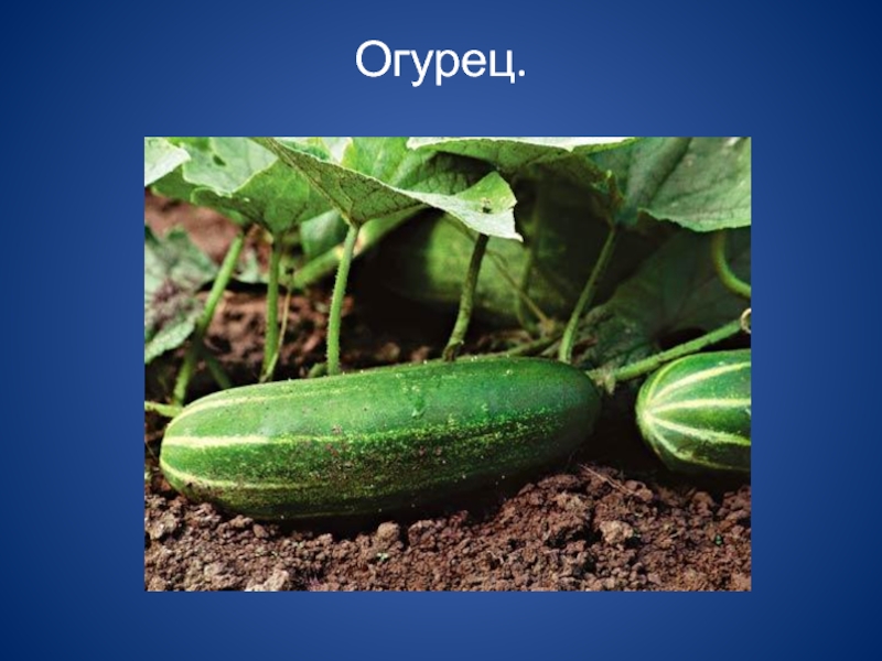 Типы огурцов