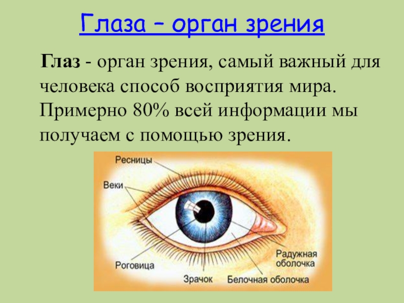 Видит глаза как пишется. Строение и работа органов чувств человека 3 класс. Орган чувств зрение доклад. Глаза орган зрения. Глаз-орган зрения презентация.