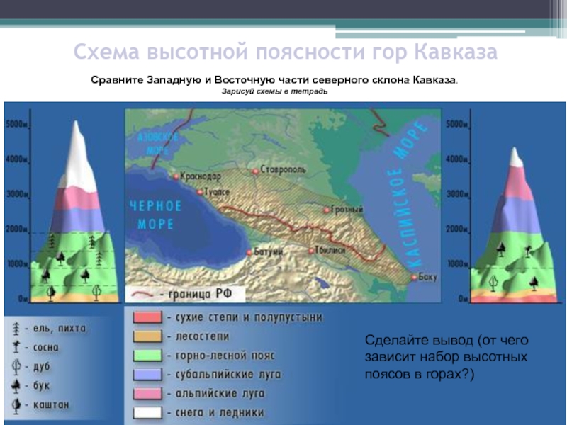 Схема высотной поясности