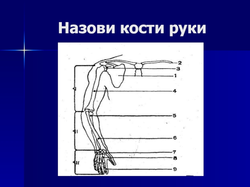 Как называется рука