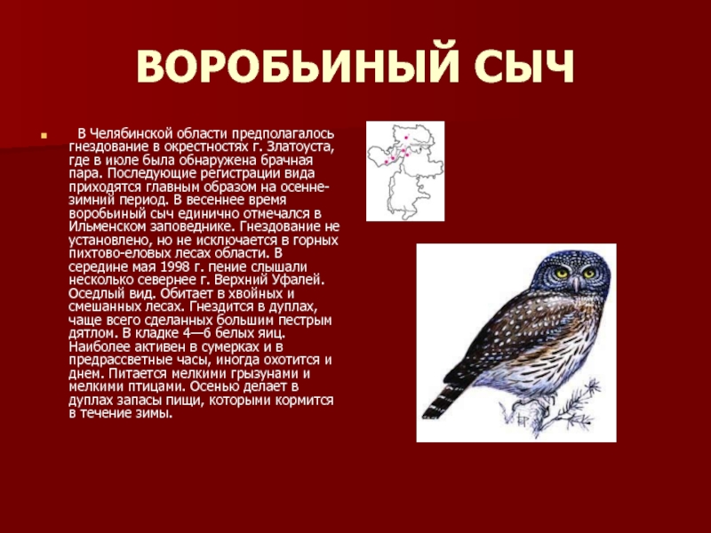 Какой тип развития характерен для воробьиного сыча. Воробьиный Сыч красная книга Южного Урала Челябинской области. Воробьиный Сыч красная книга Мурманской области. Воробьиный Сыч красная книга Челябинской области. Краснокнижные птицы Челябинской области.