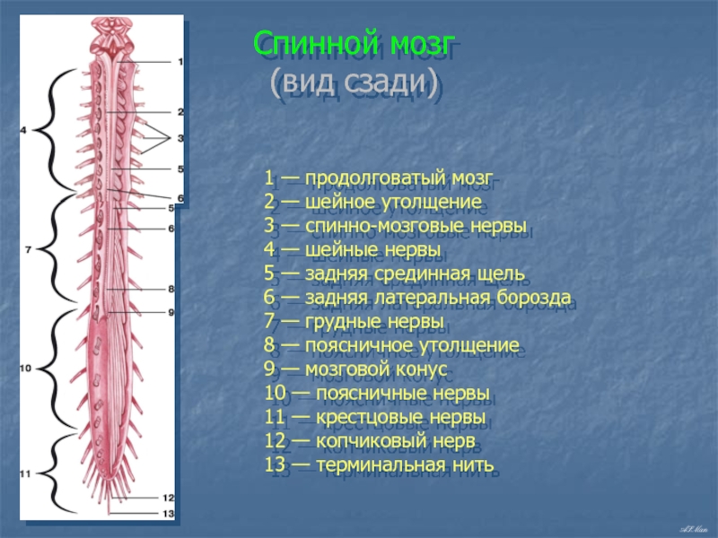 Сколько пар спинномозговых нервов отходит от спинного. Спинной мозг анатомия утолщения. Спинмощновые мозговые нервы.