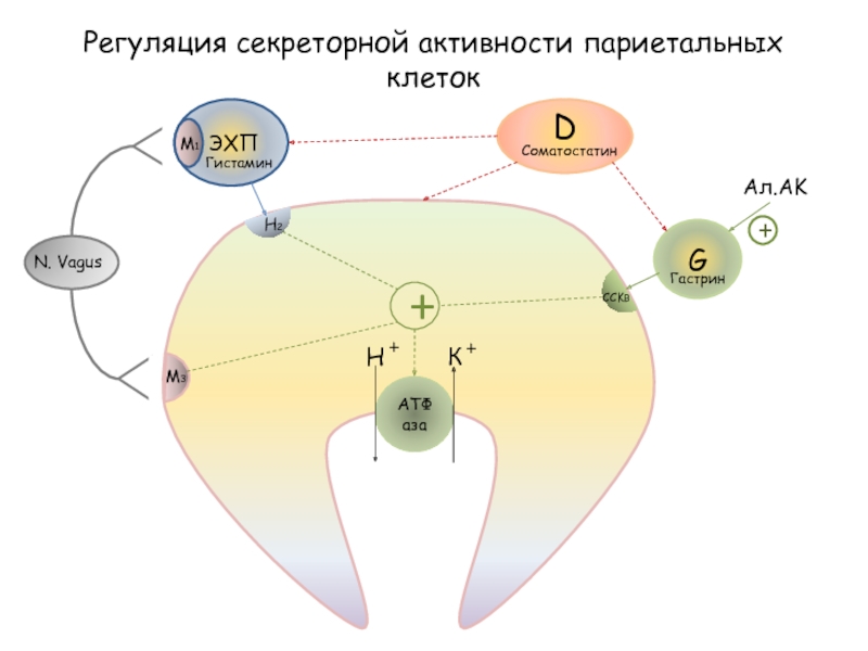 Механизм действия гистамина. Пирензепин механизм действия фармакология. Механизм действия ранитидина. Механизм антисекреторного действия пирензепина.