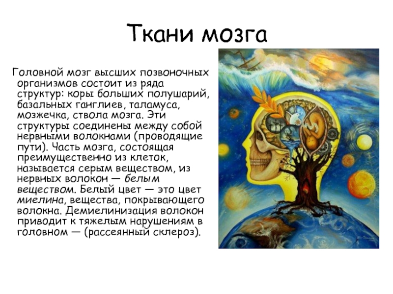 Ткани мозга. Ткань мозга.