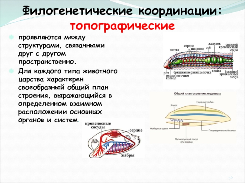 О чем свидетельствует общий план строения органов разных организмов