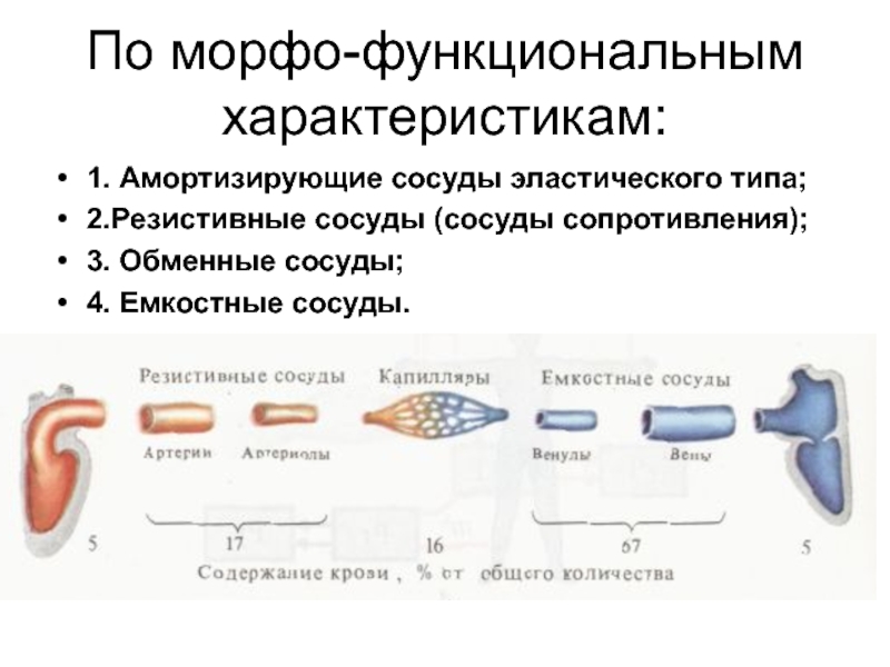 Сосуды сопротивления. Емкостные сосуды физиология. Резистивные сосуды это физиология. Сосуды резистивного типа. Резистивные сосуды (сосуды сопротивления).