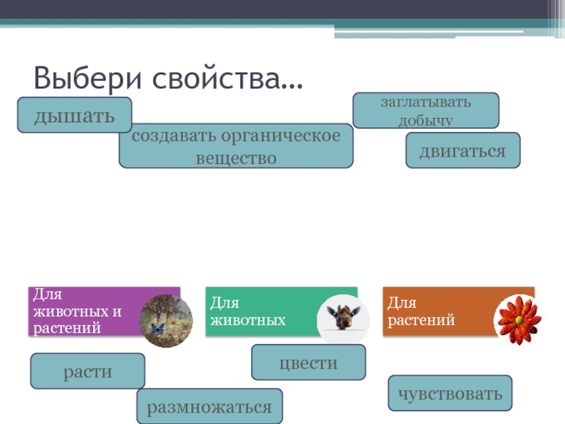 Свойства животных. Свойства выборов. Выборы свойства.