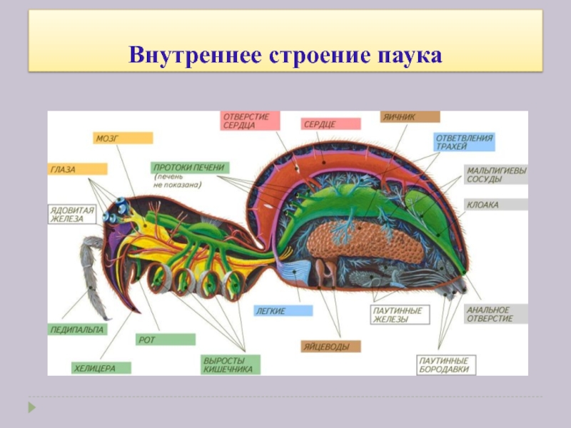 Паукообразные дыхательная. Дыхательная система паукообразных 7 класс. Кровеносная система система паукообразных. Внутреннее строение паукообразных железы. Кровеносная система паукообразных 7 класс.