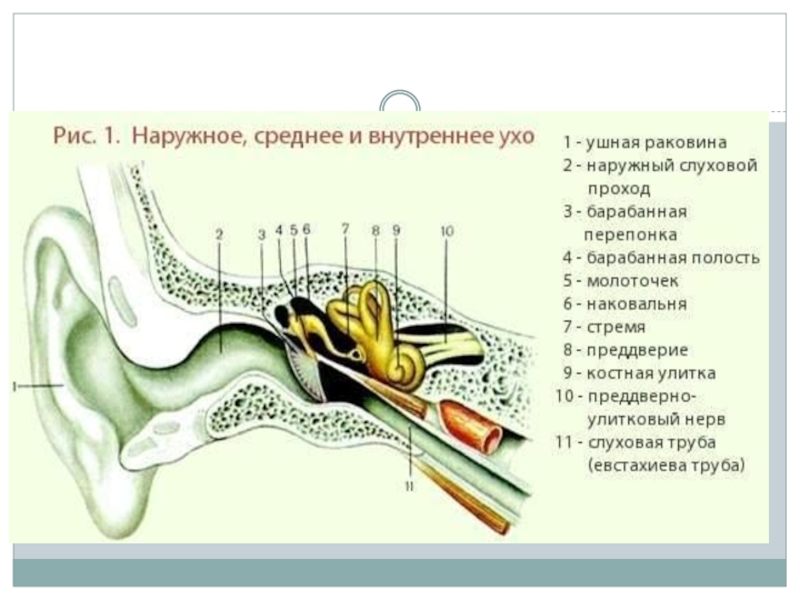 Наружное ухо среднее ухо внутреннее ухо. Строение наружного среднего и внутреннего уха. Схема строения наружного среднего и внутреннего уха. Из чего состоит наружное ухо среднее ухо внутреннее ухо. Внутреннее ухо расположено в полости кости