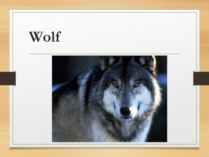 Слово wolf. Слова волка. Красивая надпись волк на английском. Закодированное слово волк. Вульф текст.