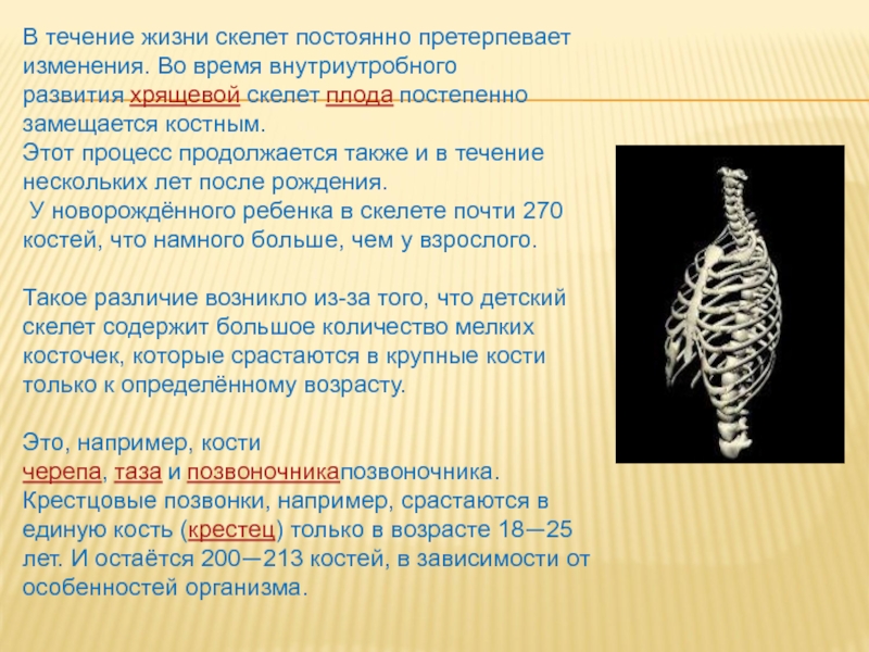 Эволюция скелета начиная с призыва богиней 10