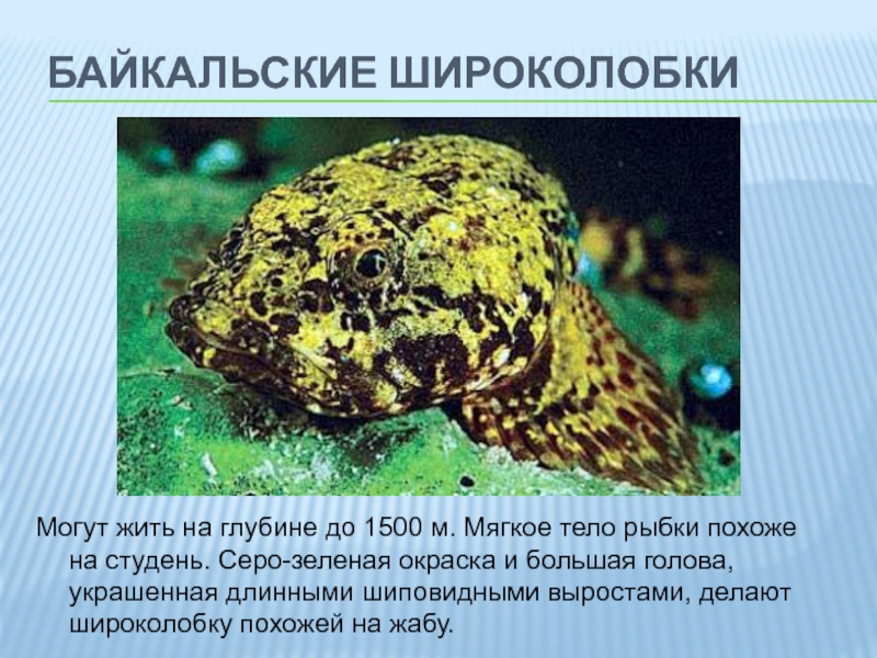 байкальские широколобкиМогут жить на глубине до 1500 м. Мягкое тело рыбки похоже на студень. Серо-зеленая окраска и