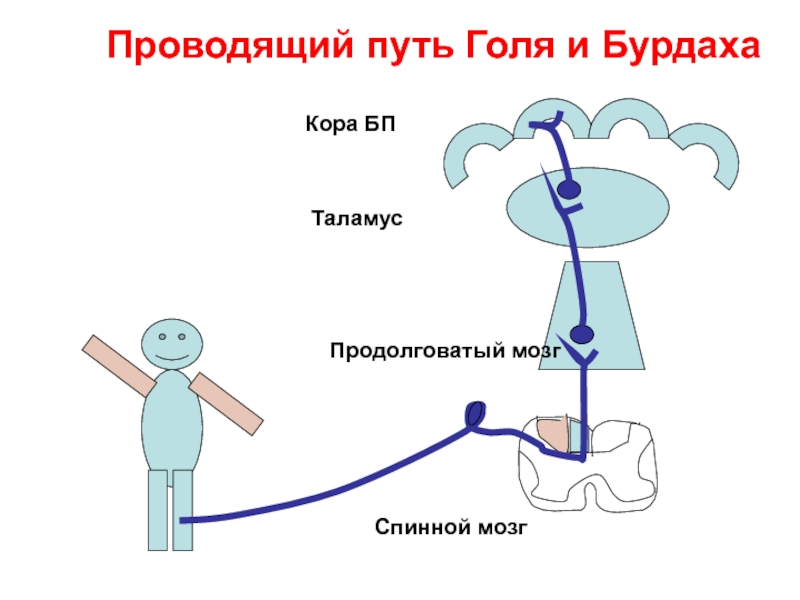 Бульботаламический путь схема