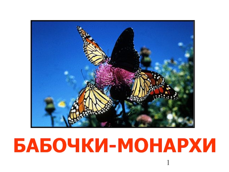 Презентация Бабочки-Монархи
