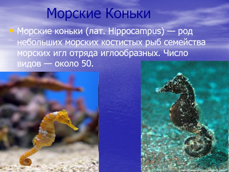 Морские КонькиМорские коньки (лат. Hippocampus) — род небольших морских костистых рыб семейства морских игл отряда иглообразных. Число
