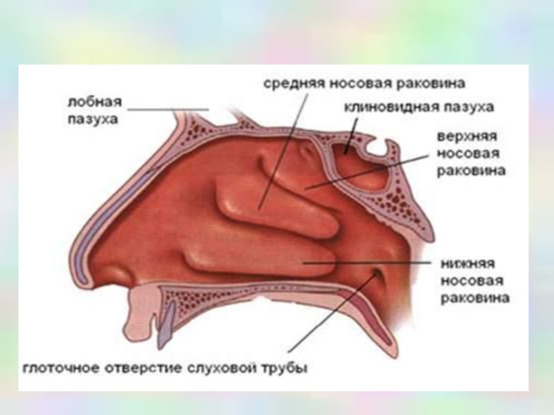 Фото носовая полость