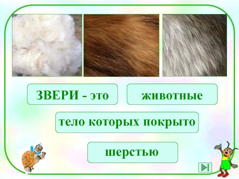 Как узнать волос животного