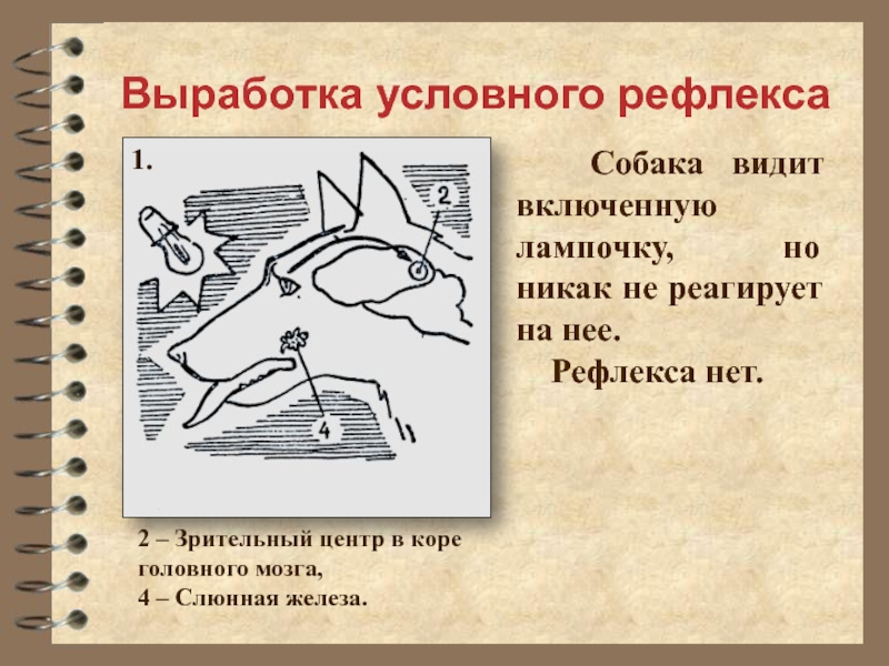 Вклад отечественных ученых в разработку учения о высшей нервной деятельности 8 класс презентация