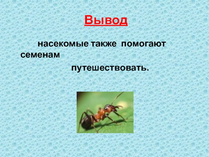 Вывод о насекомых. Вывод по насекомым. Класс насекомых вывод. Проекты класс насекомые вывод.