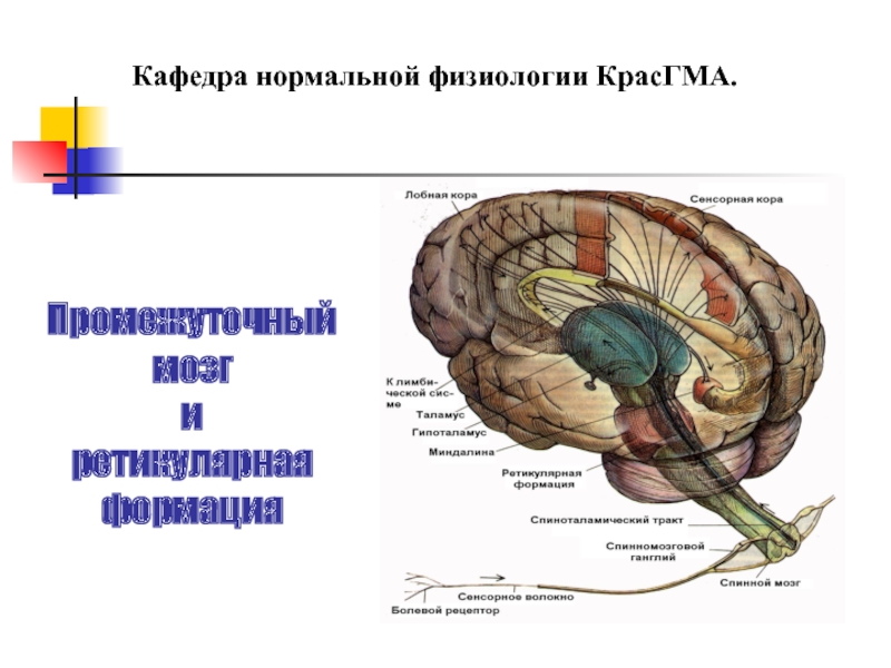 Промежуточный мозг и ретикулярная формация